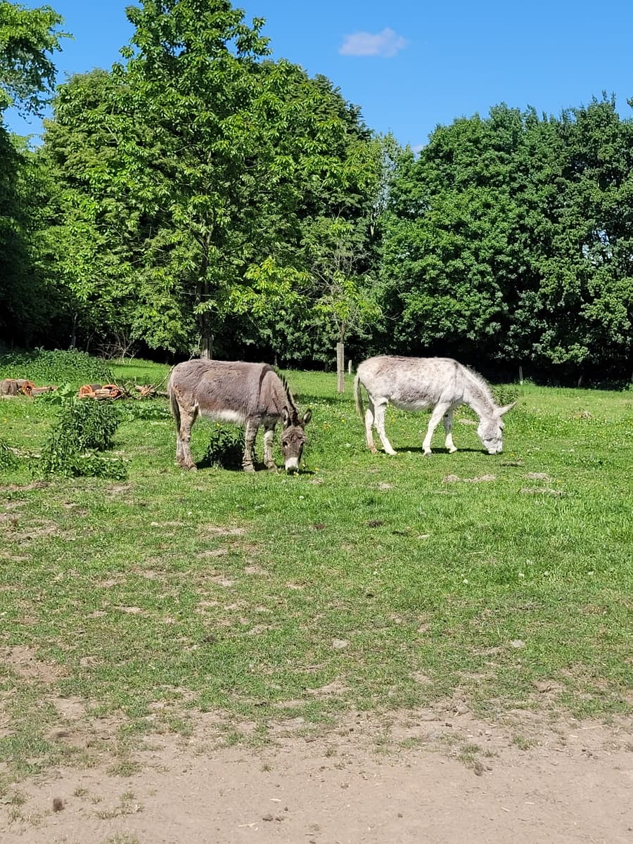 Zwei Esel im Frühjahr