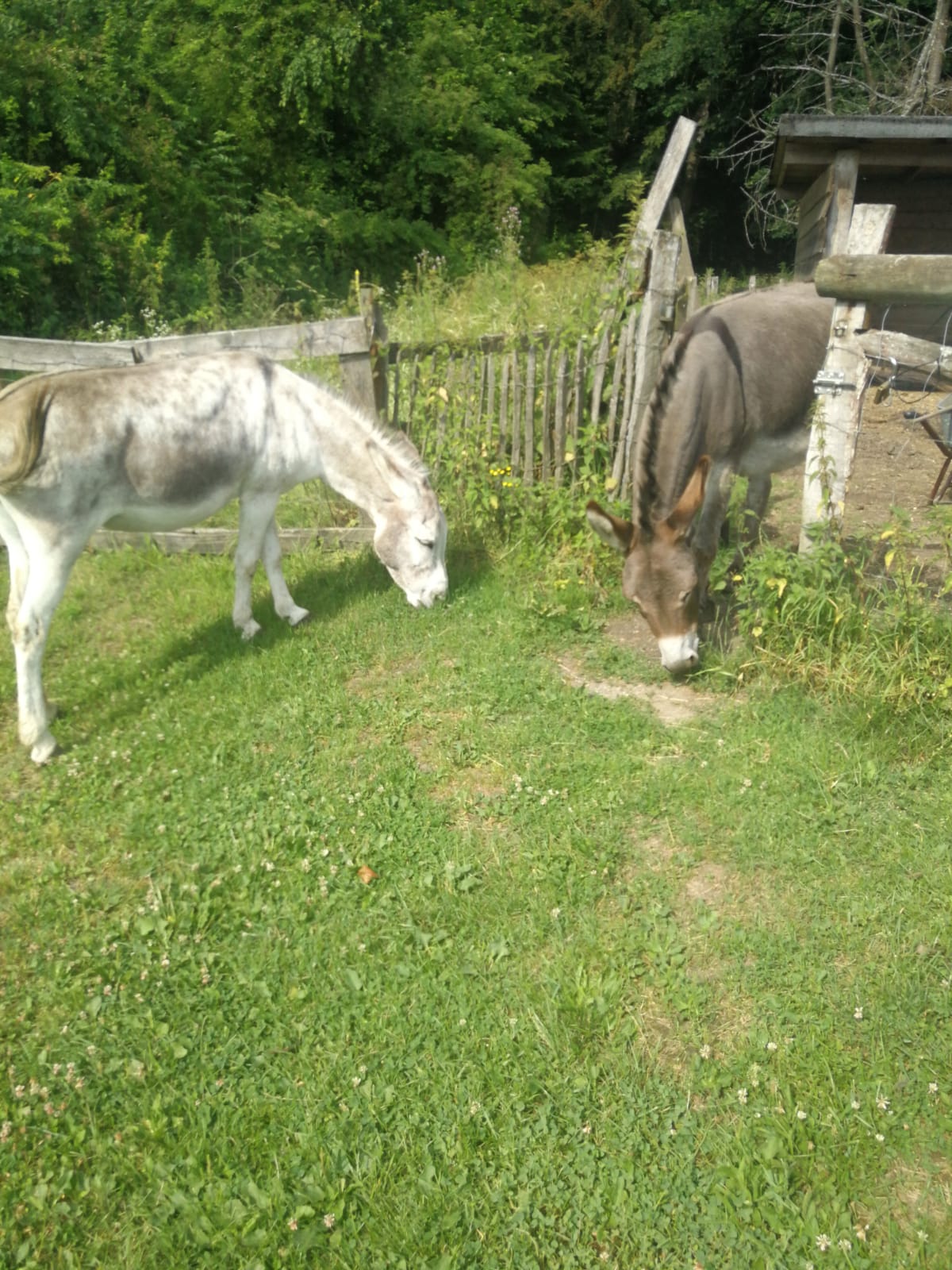 Unsere Esel auf der Weide