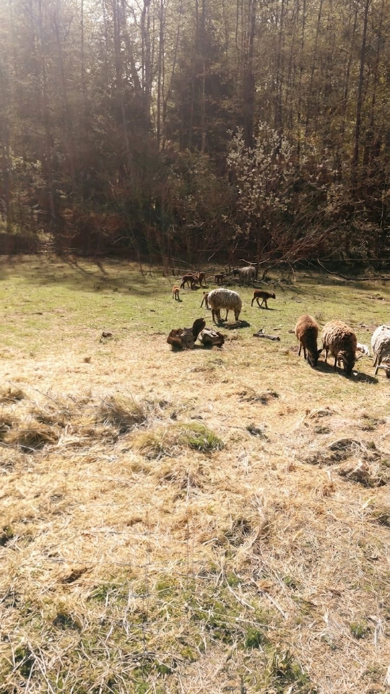 Die Herde am Wildwald