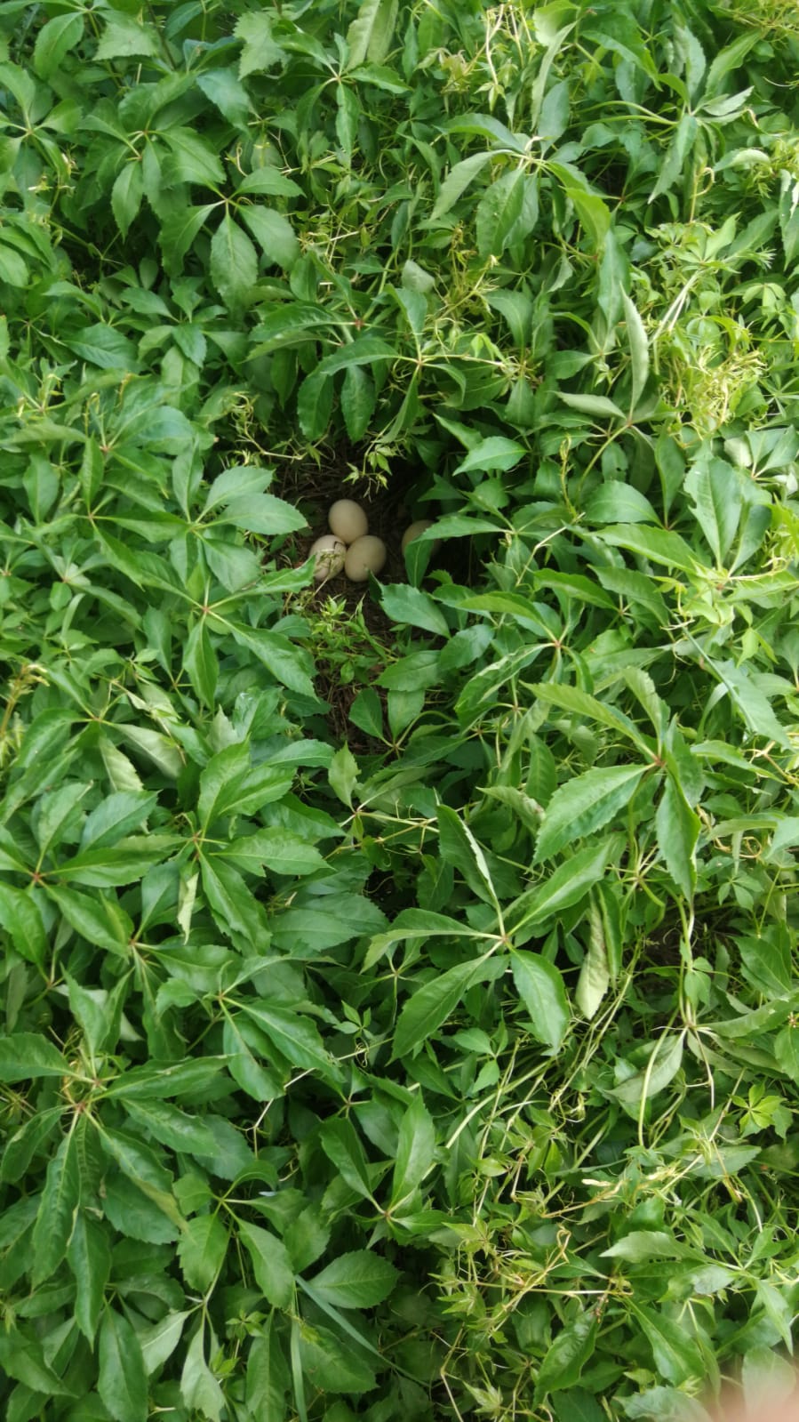 Ein Nest voller Leben im wilden Wein